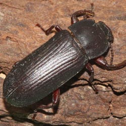 Alphitobius laevigatus